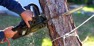 Best Lawn Pest Prevention  in Mccleary, WA