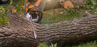 Mccleary, WA Tree Care Company