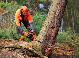 Leaf Removal in Mccleary, WA