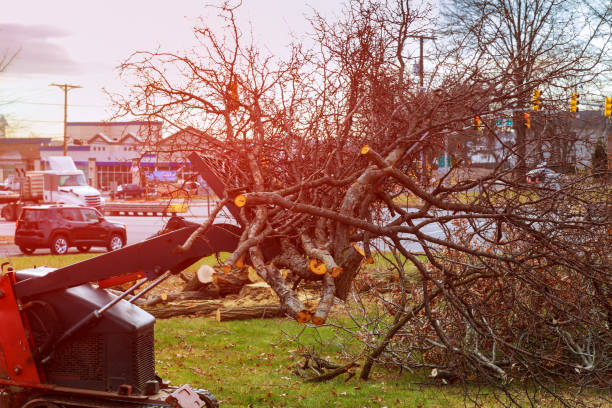 Best Tree Removal  in Mccleary, WA