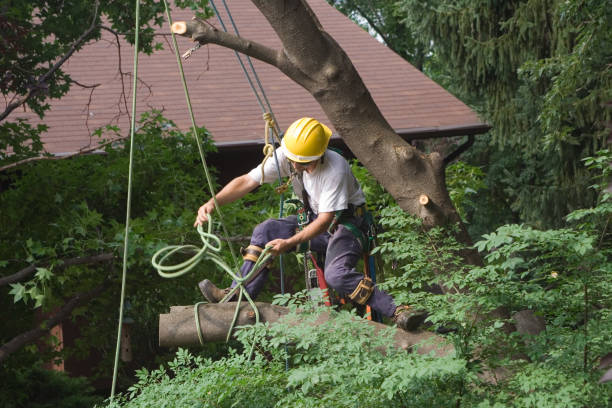 Best Pest Control for Lawns  in Mccleary, WA