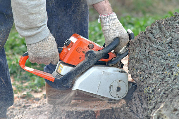 Best Root Management and Removal  in Mccleary, WA