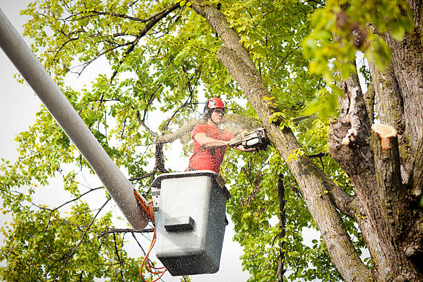 Best Tree Preservation Services  in Mccleary, WA