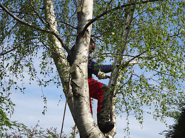 Best Emergency Tree Removal  in Mccleary, WA