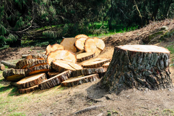 Best Tree Disease Treatment  in Mccleary, WA